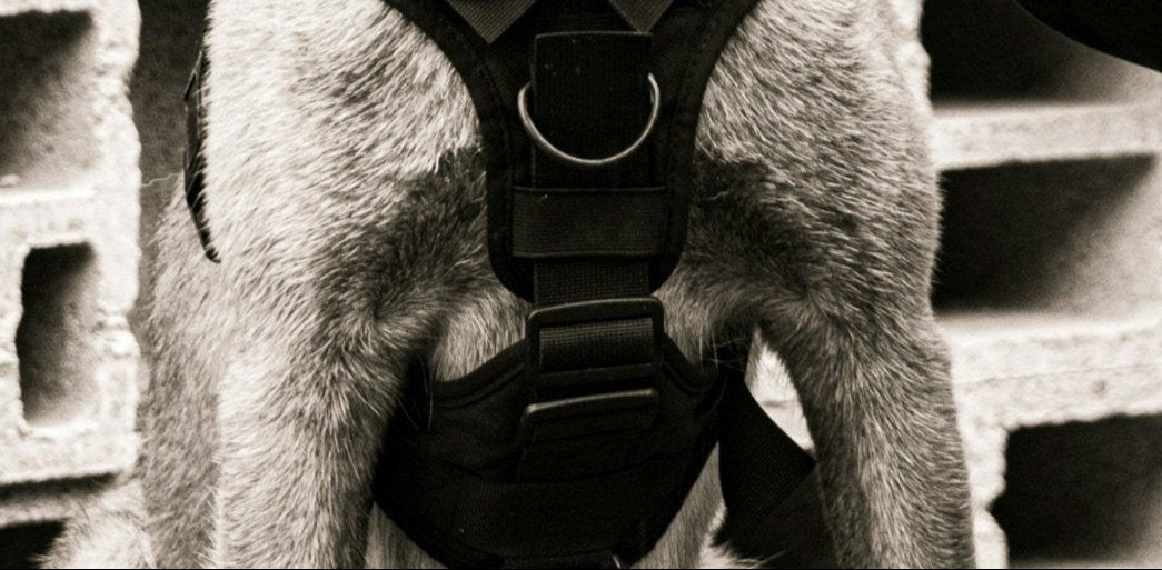 K9 in harness with master